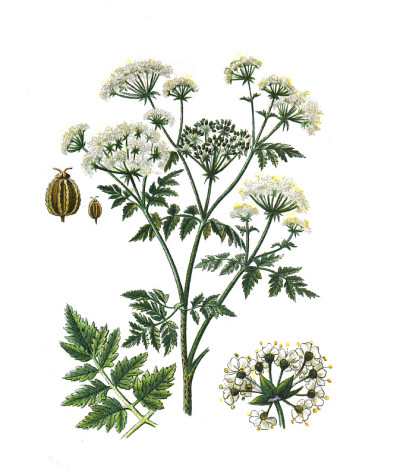 园铁杉(Aethusa Cynapium) conium maculatum。手绘插图。