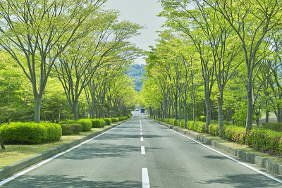 Keyaki-namiki