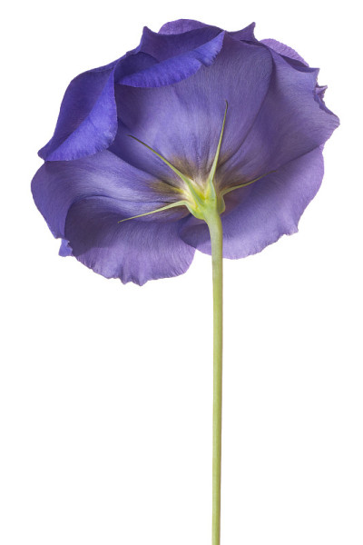 eustoma