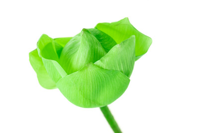 鲜绿荷花，白底