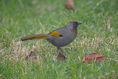 Silver-eared Laughingthrush