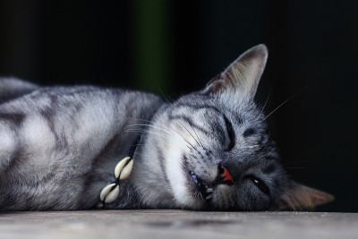 可爱的纯种猫
