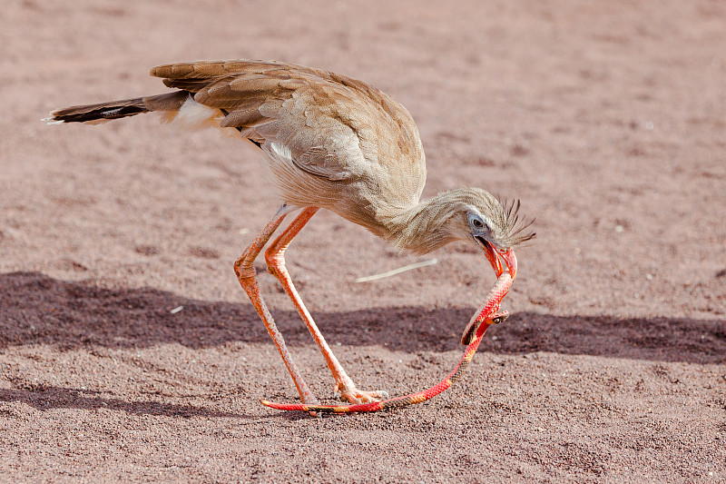 Red-legged seriema