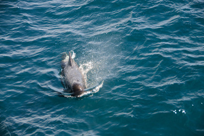 Long-finned Pilot Whales