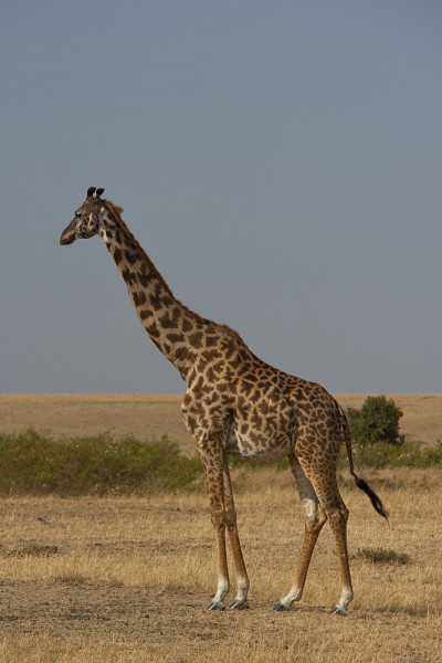 Safari