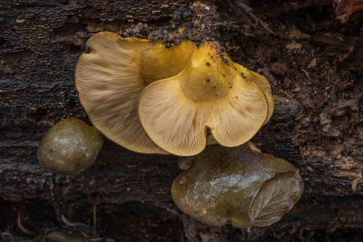 枫丹白露枯木上的serotinus