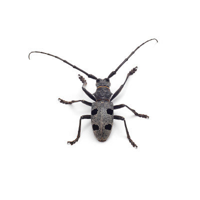 甲虫孤立
