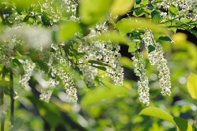 Bird-cherry