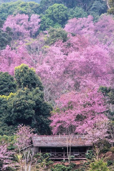樱花