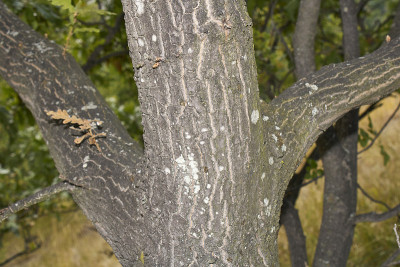 Quercus cerris树