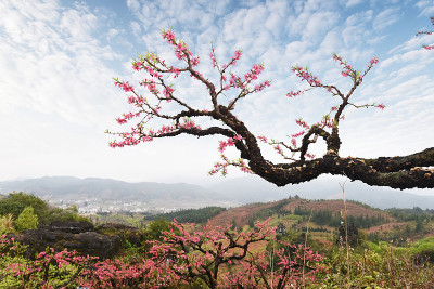 山区的桃花