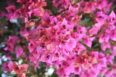 红色的花