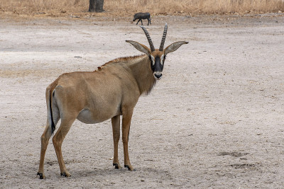 Roan antelope, Hippotragus equinus，草原羚羊，分布于非洲西部、中部