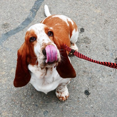 巴塞特猎犬蓝调
