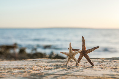 以海星和蓝色海洋为背景的夏日海滩全景。热带夏季景观。暑假的概念。