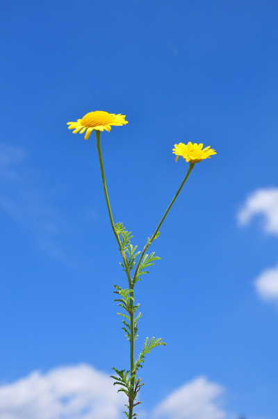 黄洋甘菊(菊花)