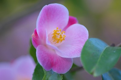 公园里的茶花展览