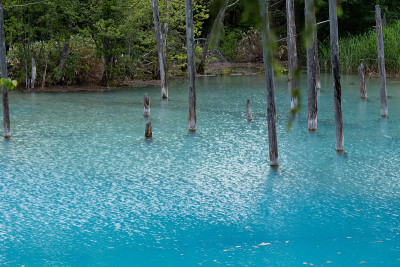 初夏碧池碧水
