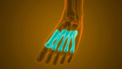 人体骨骼系统足关节解剖学