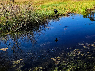 blue heron