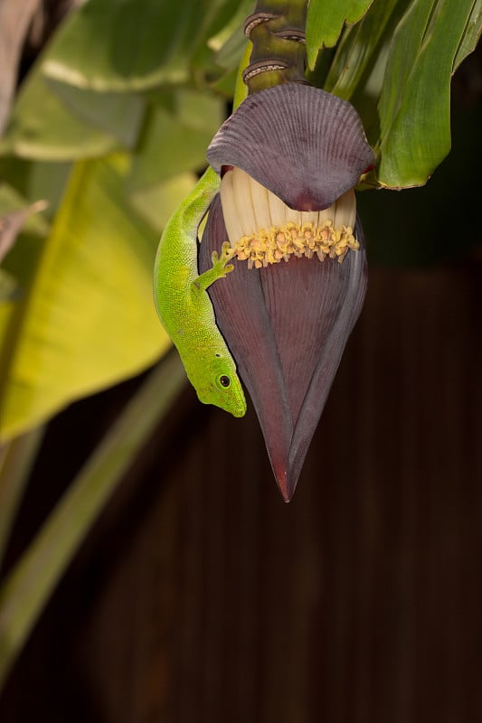 马达加斯加，大日壁虎(Phelsuma grandis)舔香蕉树的花