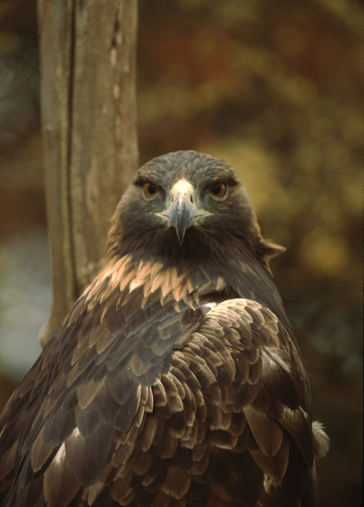 金鹰(Aquila Chrysaetos)