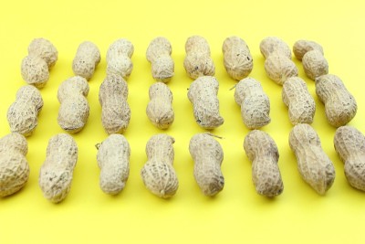 凤仙花科花生果类