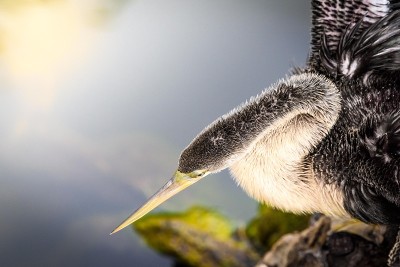Anhinga，或水火鸡，正在晾干它的翅膀。