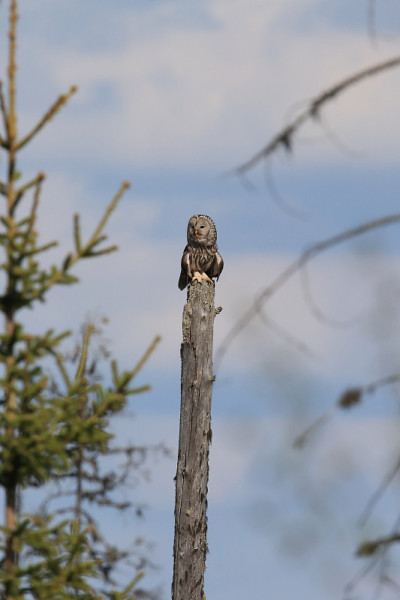 乌拉尔猫头鹰(Strix uralensis)瑞典