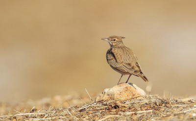 凤头云雀 (Galerida cristata)