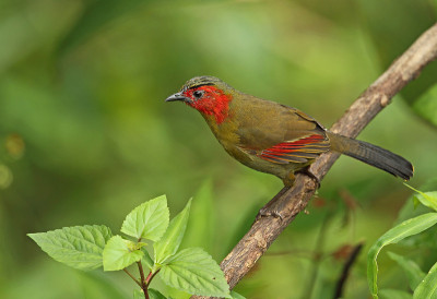 Scarlet-faced Liocichla