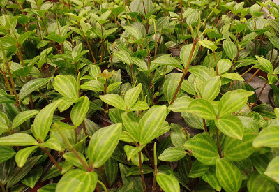豆瓣散热器植物室内植物