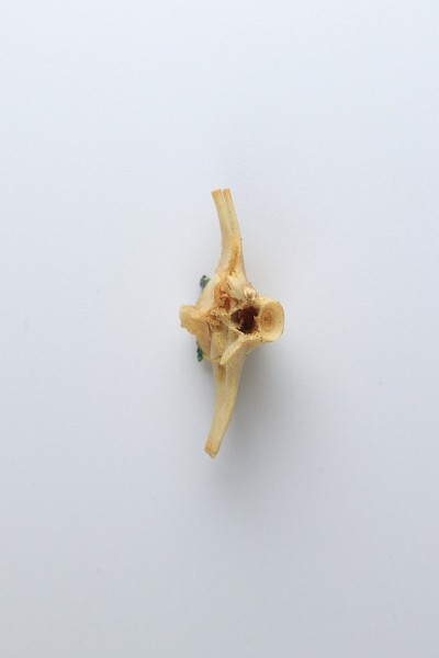 在实验室里研究青蛙的骨骼。