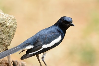 男性东方magpie-robin
