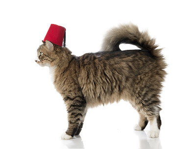 可爱的挪威森林猫