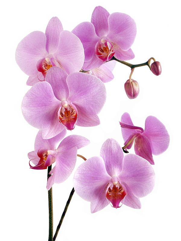 漂亮的粉红色和Lila兰花花