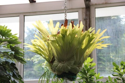 一种附生蕨类植物。Platycerium bifurcatum飞行。热带的一种桔梗或鹿角蕨。水龙骨科