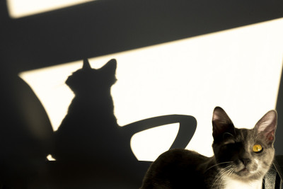 猫和İts影子