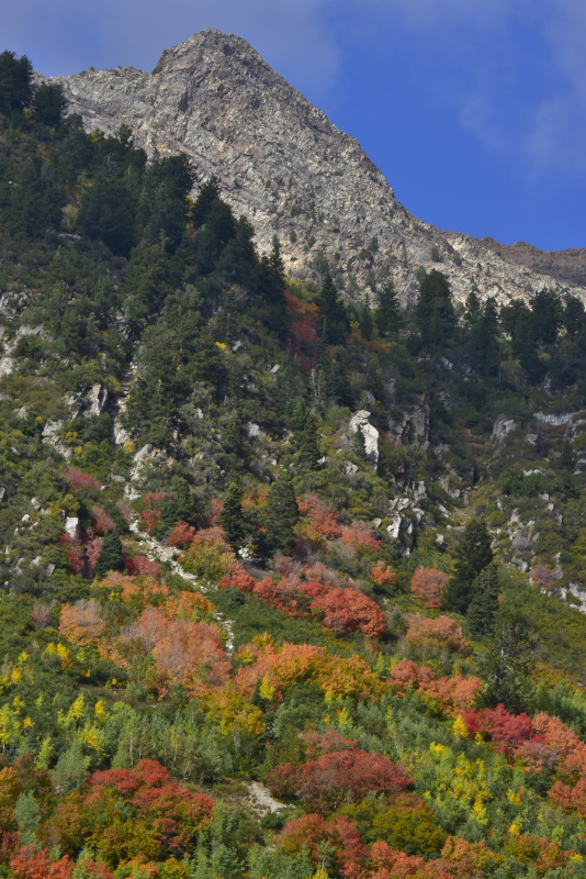 花岗岩山下的秋叶