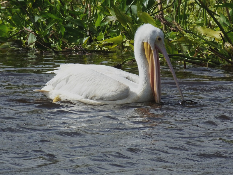 美洲白鹈鹕(Pelican erythrhynchos)