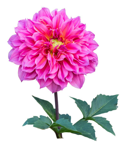 粉色大丽花