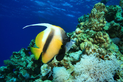 红海Bannerfish