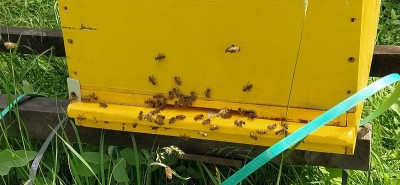 与蜜蜂的蜂巢。养蜂。蜂箱矗立在大自然中，被漆成黄色、绿色和蓝色。植物是蜂蜜植物。养蜂场在塞尔维亚。蜜