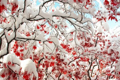 晚秋和粉状雪