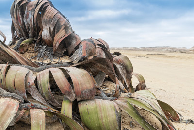 罕见的植物被称为Welwitschia mirabilis，极其罕见的被认为是活化石。沙漠、非洲、纳