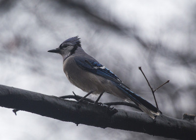 蓝鸟 (Cyanocitta cristata cristata)