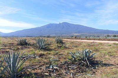 龙舌兰火山和龙舌兰地