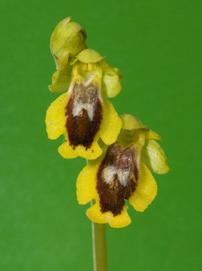 Ophrys lutea。西班牙的兰花