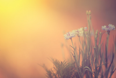 的花