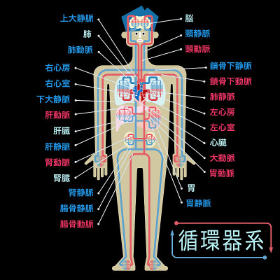 一个简单的循环系统图解，每个部分的名字用日语写在黑色的背景上